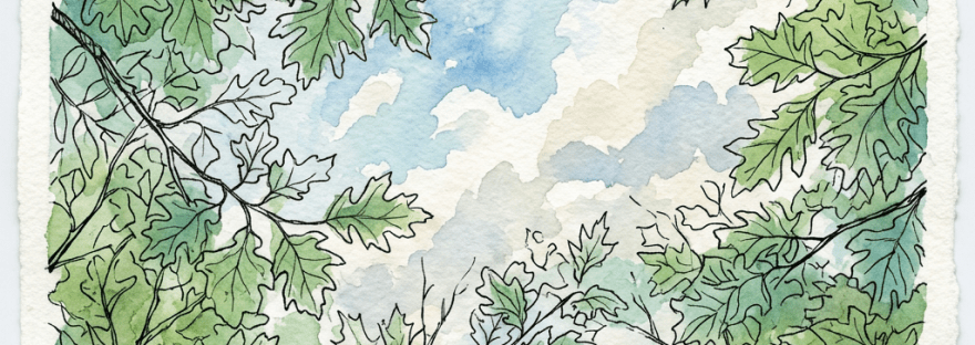Green leafy tree branches framing a blue sky with white clouds